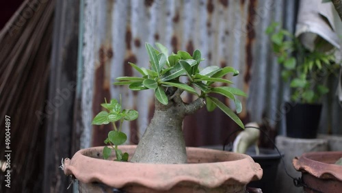 Adenium in a pot