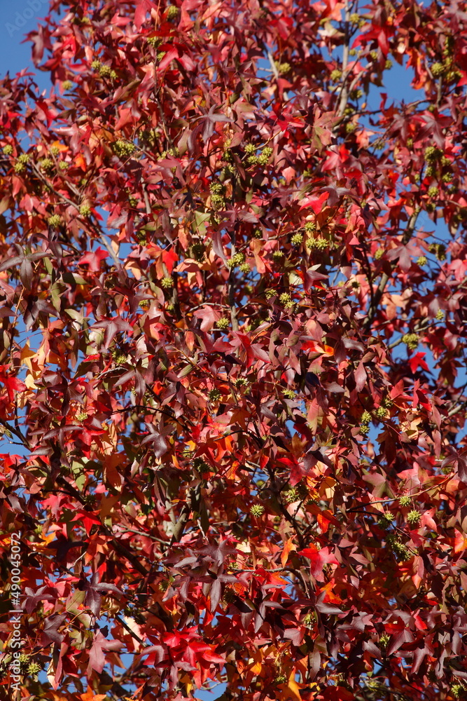 Ahorn (Acer), rotes Herbstlaub an einem Baum, Deutschland Ahorn (Acer), rotes Herbstlaub an einem Baum, Deutschland