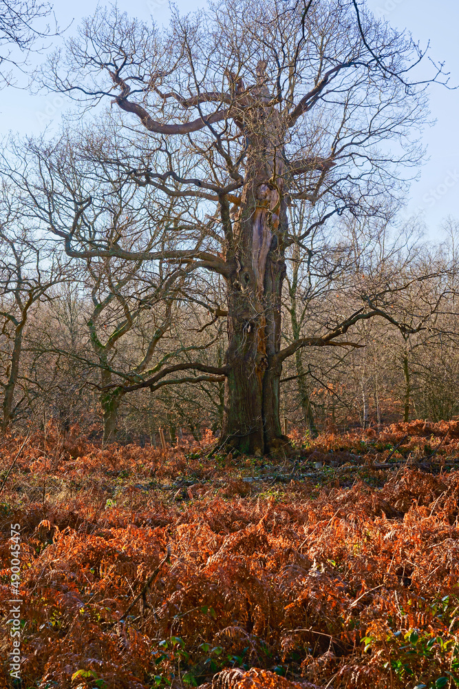 Bare, scarred old oak tree in Sherwood Forest