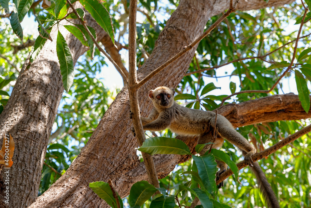 Obraz premium Lémurien dans une forêt de Madagascar