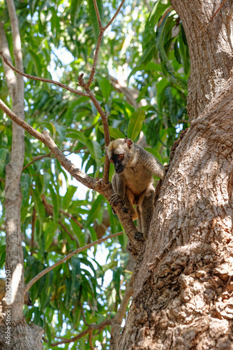 Fototapeta Naklejka Na Ścianę i Meble -  Lémurien dans une forêt de Madagascar