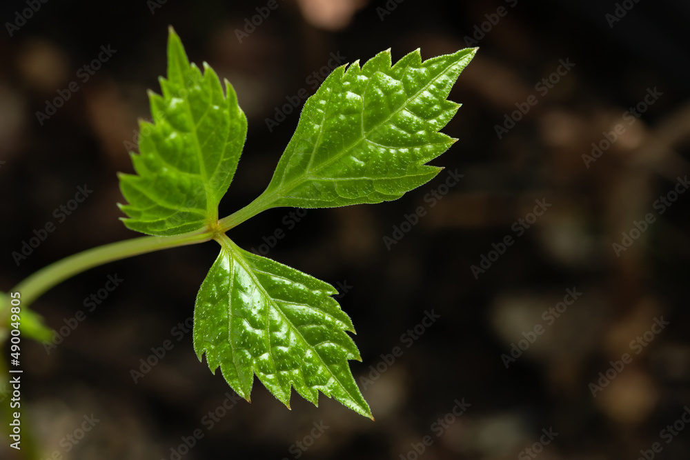 close up of green leaves close up of green leaves