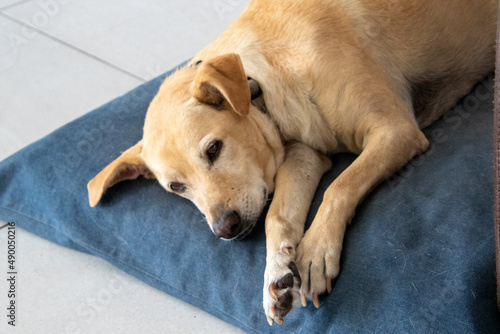 Pet dog sleeping on a large blue cushion on the floor