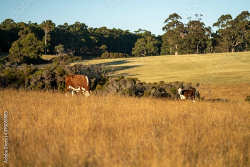 Hereford cows grazing in a paddock.