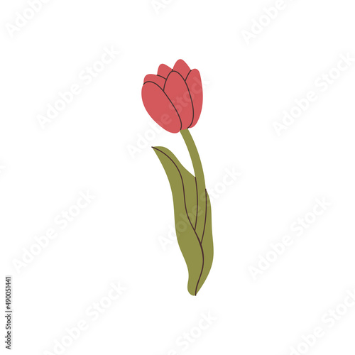 hand drawn tulip element for your design