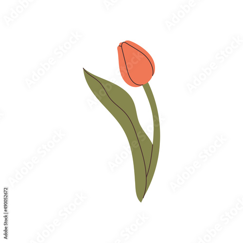 hand drawn tulip element for your design