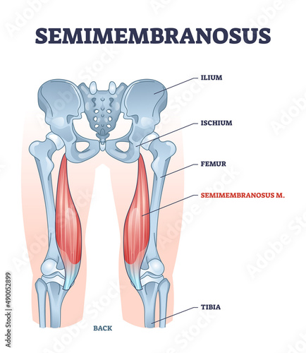 Semimembranosus muscle and leg bone anatomical structure outline diagram. Labeled educational scheme with medical titles and biological description vector illustration. Orthopedics inner skeleton.