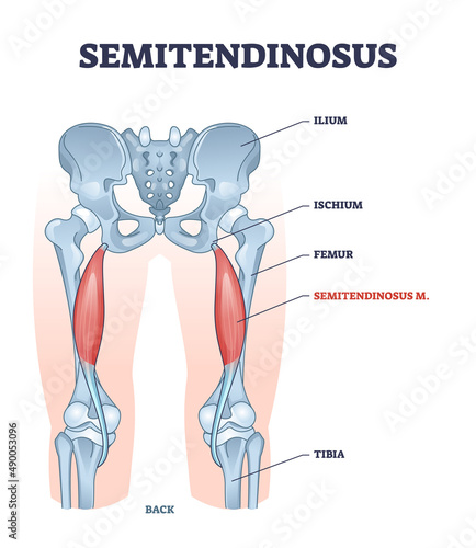 Semitendinosus muscle and leg bone anatomical structure outline diagram. Labeled educational scheme with medical titles and biological description vector illustration. Orthopedics inner skeleton. photo