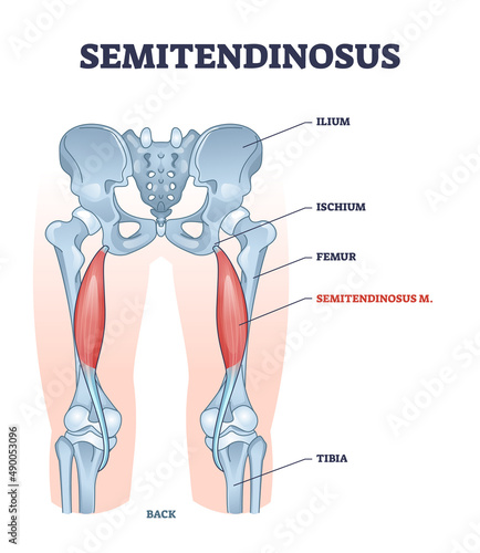 Semitendinosus muscle and leg bone anatomical structure outline diagram. Labeled educational scheme with medical titles and biological description vector illustration. Orthopedics inner skeleton.
