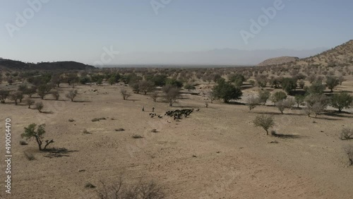 Aerial shot of a herd of goats in the south of morocco photo