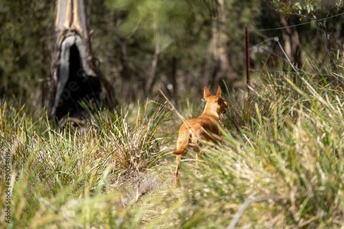 dingo in the bush in australia.