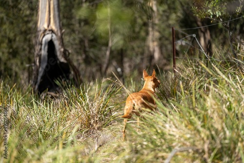 dingo in the bush in australia.