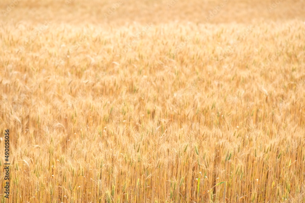Wheat field on yellow with beautiful sunset Wheat field on yellow with beautiful sunset