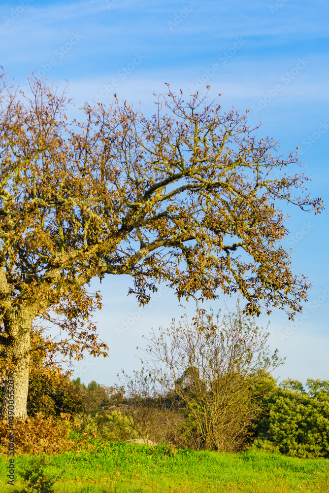 Fototapeta premium Autumn old oak tree
