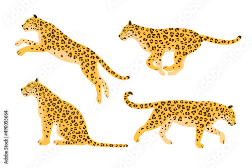Vector set of flat leopard isolated on white background