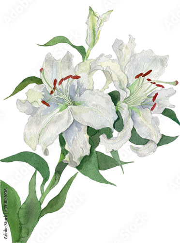 花の水彩画カサブランカ