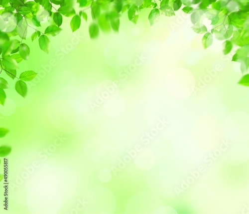 初夏の美しい新緑とぼやけた緑のバックグラウンドのイラスト素材