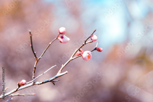 japan march 2022 early sakura blossom  selective focus close up  blurred background