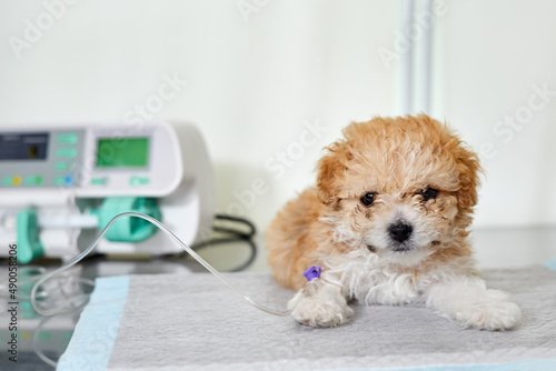An illness maltipoo puppy lies on a table in a veterinary clinic with a catheter in its paw, through which medicine is delivered using Infusion pump. Close-up, selective focus