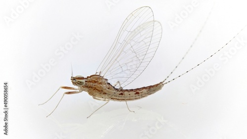 Mayfly, isolated on the white background photo