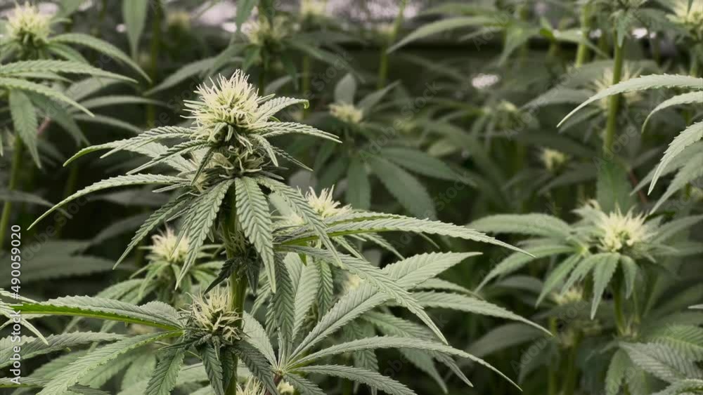 Cannabis plant in tent next to other plants during flowering stage, medium shot Cannabis plant in tent next to other plants during flowering stage, medium shot
