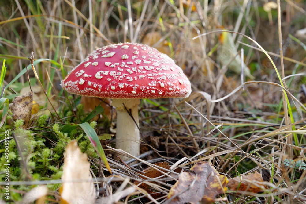 Red fly agaric (Lat. Amanita muscaria) grows in the forest Red fly agaric (Lat. Amanita muscaria) grows in the forest