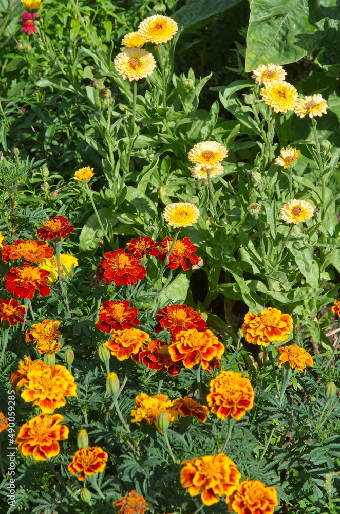 Marigolds (Lat. Tagetes) and calendula (Lat. Calendula officinalis) bloom in a flower bed in a summer garden