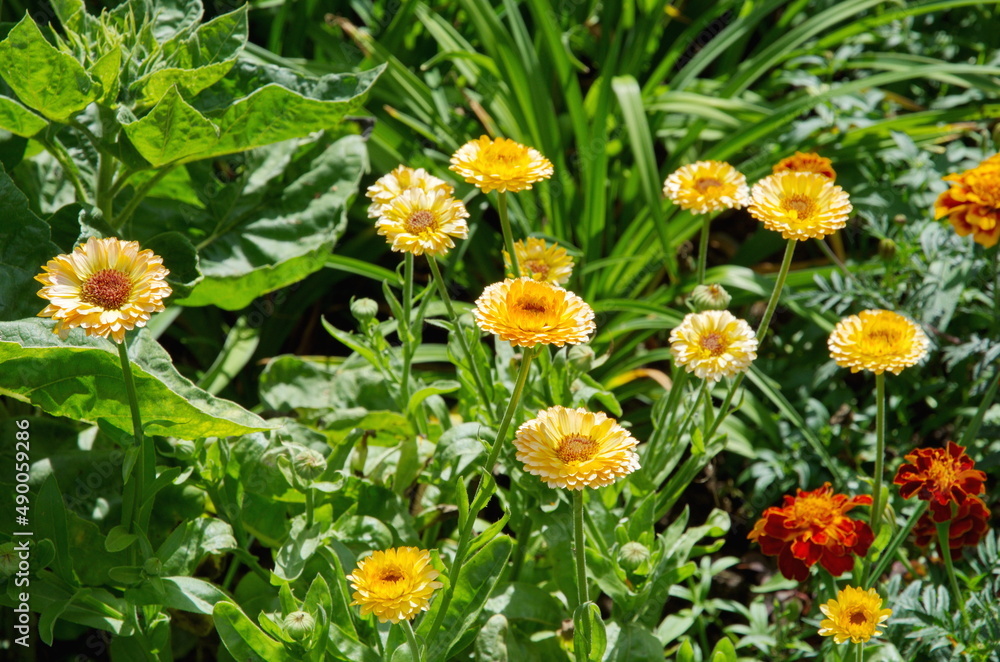 Blooming terry calendula (Lat. Calendula officinalis) on a flower bed in a summer garden Blooming terry calendula (Lat. Calendula officinalis) on a flower bed in a summer garden