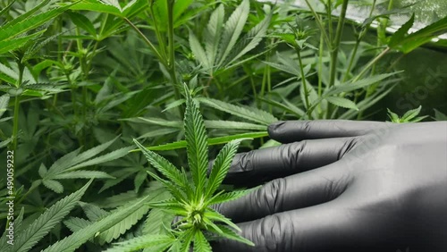 Hand with black latex glove checks very young Marijuana plant during vegetative stage, medium shot