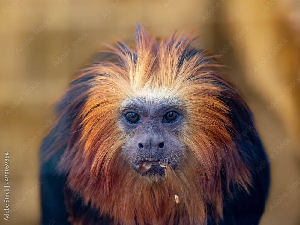 Fototapeta premium Affe