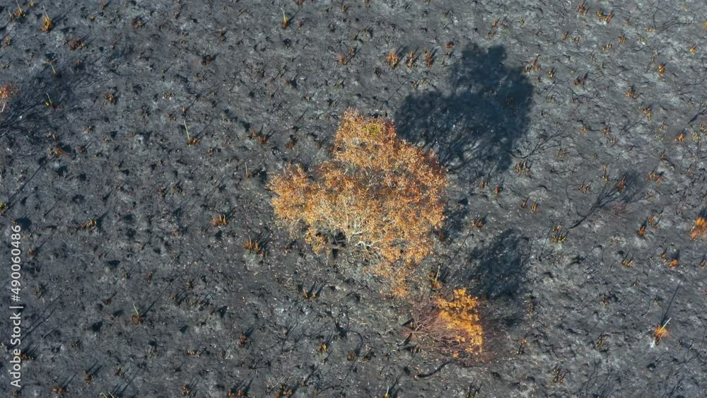 Natural disaster landscape. Bushfire landscape of burnt land