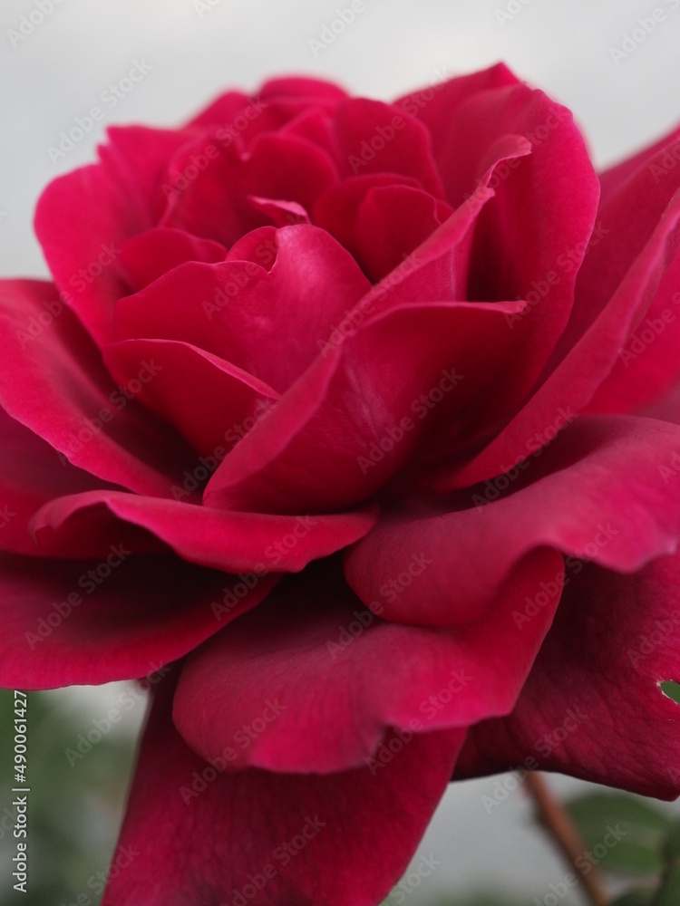 Red rose named Gypsy soul Red rose named Gypsy soul