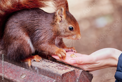 People feeding a squirrel in an urban park