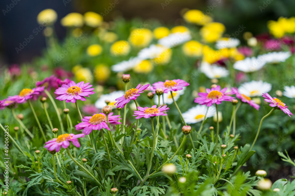 Obraz premium flower