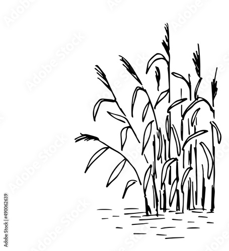 Simple hand-drawn vector drawing in black outline. Lake shore, river. Reeds in the water, swamp. Nature, landscape, duck hunting, fishing. Ink sketch.