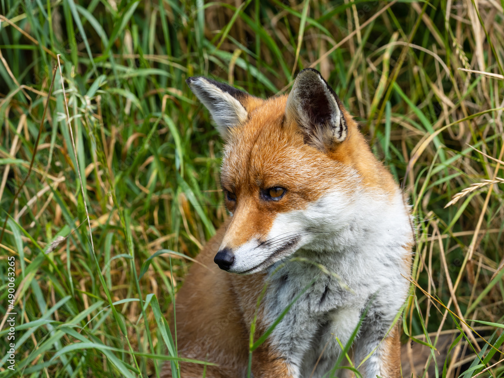 Young Fox Sitting in the Grass Young Fox Sitting in the Grass