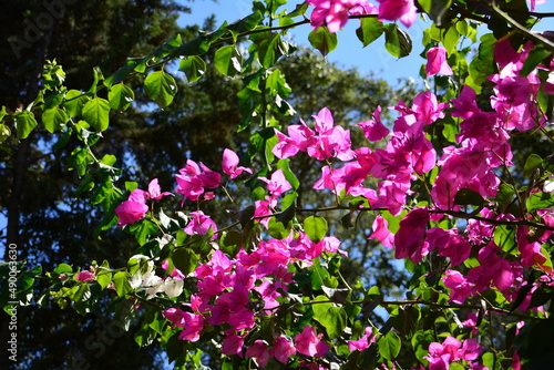 Fotografia blooming bougainvillaea with pink flowers on blue sky background, close-up
