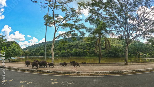 capybaras in the park