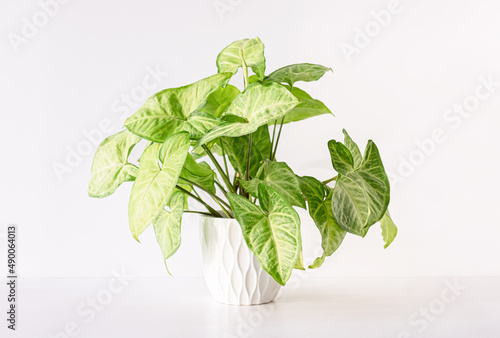 Indoor plant syngonium in a ceramic pot on a white background. Indoor plants with beautiful leaves. Close up. photo