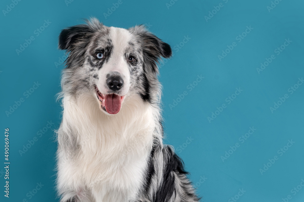 Blue Merle Border Collie dog sticking out the tongue, looking at the camera in a studio by a blue background. Blue Merle Border Collie dog sticking out the tongue, looking at the camera in a studio by a blue background.