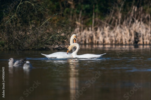 Mute Swan, Cygnus olor, pair in dance after copulation