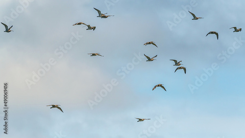 Eurasian Curlew or Common Curlew, Numenius arquata in a flight on blue sky 