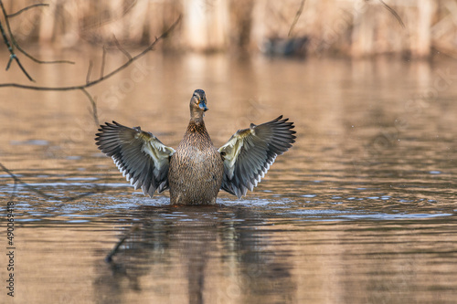 Fotografia, Obraz Mallard Duck, Anas platyrhynchos, wild duck, female on the water