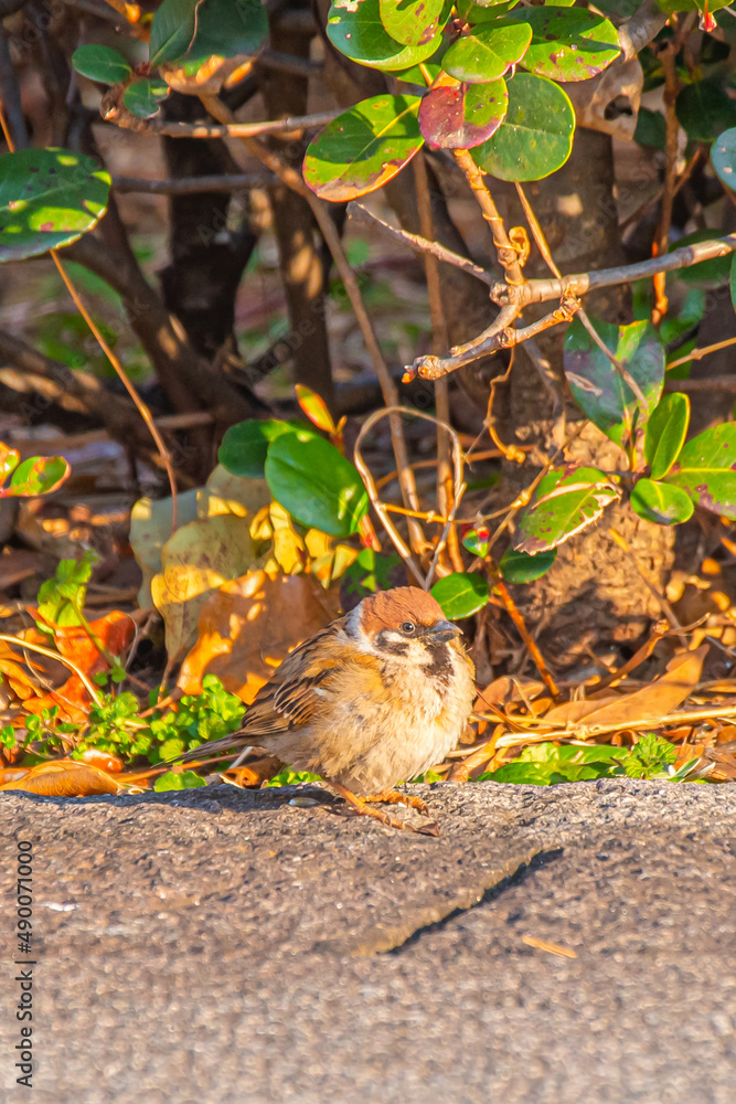 The wild sparrow is cute The wild sparrow is cute