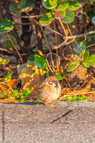The wild sparrow is cute