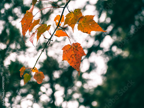 green and orange leaves on maple trees