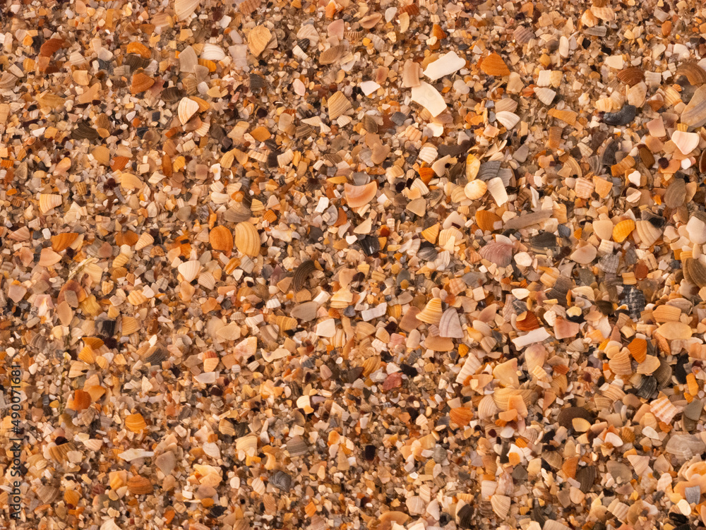 Seashell background. Background made of shells. Seashell background. Background made of shells.