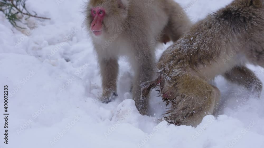 Aggressive male Japanese Macaque searching for food in Snow, Nagano Aggressive male Japanese Macaque searching for food in Snow, Nagano