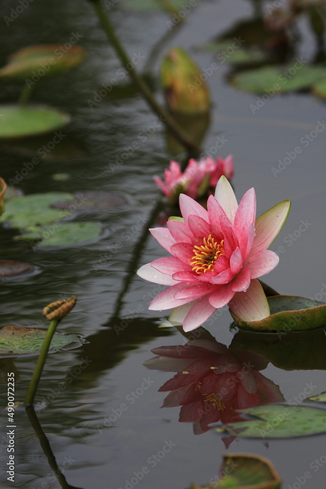 Lotus Lotus