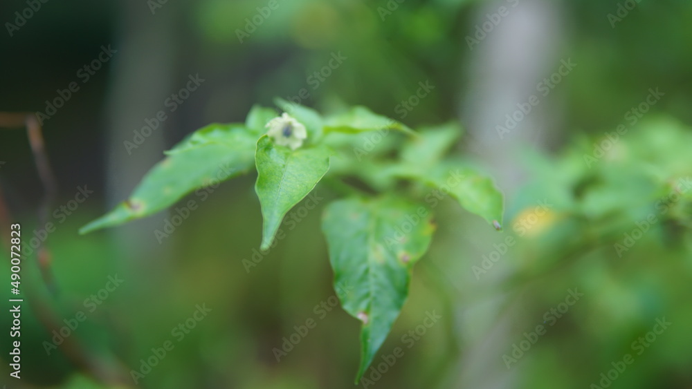 Leaf on the tree in zoom view 4 Leaf on the tree in zoom view 4